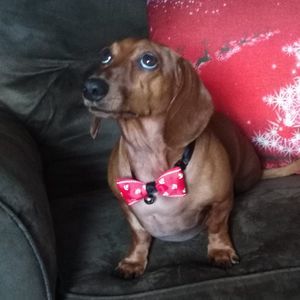 Meet your Posher, Patita